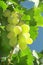 Vineyard Grape