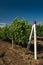 Vineyard, grape cultivation, vine