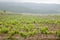 Vineyard. Grape farm. Crimea nature landscape