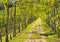 Vineyard grape pergola in Chianti region. Tuscany, Italy