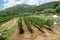 Vineyard, grape plantation