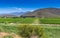 Vineyard of grape vines close to Montague, Western Cape in South