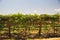 vineyard and Grape vines in Ica, Peru used to make pisco