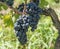 Vineyard and grapefruit in Medoc near Bordeaux in France