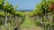 Vineyard with grapes