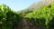 Vineyard with grapes and barrel on a sunny background.