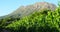 Vineyard grapes and barrel on a sunny background.