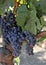 Vineyard grapes closeup in shade