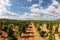 Vineyard grapes field