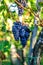 Vineyard grapes hanging in bunches with green sunlit leaves