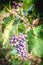 Vineyard grapes hanging in late harvesting season