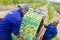 Vineyard grapes harvest time