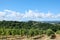 Vineyard with grapes in the summer in tuscany in italy