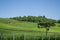 Vineyard of grapes in the Vale dos Vinhedos