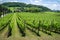 Vineyard of grapes in the Vale dos Vinhedos in Bento GonÃ§alves, a gaucho wine.