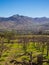 Vineyard when Grapevine flower are transforming into a grape berry. Elqui Valley, Andes part of Atacama Desert in the Coquimbo