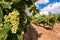 Vineyard with green grapes