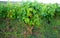 Vineyard with green leaves treating with copper sulfate