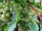 Vineyard, green vine leaves and unripe grapes.