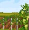 Vineyard growing harvest Vector. Beautiful summer backgrounds