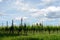 Vineyard growing rows in the springtime on island Reichenau in Germany. Metal poles and wires as support form growing bushes.