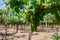 Vineyard with growing white wine grapes in Lazio, Italy, chardonnay and malvasia grapes