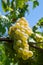 Vineyard with growing white wine grapes in Lazio, Italy, chardonnay and malvasia grapes