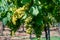 Vineyard with growing white wine grapes in Lazio, Italy, chardonnay and malvasia grapes