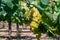 Vineyard with growing white wine grapes in Lazio, Italy, chardonnay and malvasia grapes