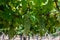 Vineyard with growing white wine grapes in Lazio, Italy, chardonnay and malvasia grapes