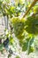 Vineyard with growing white wine grapes, riesling or chardonnay grapevines in summertime