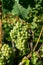 Vineyard with growing white wine grapes, riesling or chardonnay grapevines in summertime