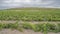 Vineyard with growing white wine grapes in Sardinia, Italy, malvasia