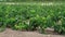 Vineyard with growing white wine grapes in Sardinia, Italy, malvasia