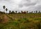 Vineyard in Guadalupe Valley