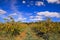 Vineyard at Hanadiv valley in fall northwest Israel