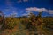 Vineyard at Hanadiv valley in fall northwest Israel