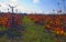 Vineyard at Hanadiv valley in fall northwest Israel