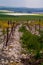 Vineyard at Hanadiv valley Israel