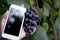 Vineyard. Hand holding smart phone quality  checking local product