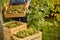 Vineyard harvester putting down a box with grapes