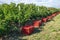 Vineyard harvesting with red grape colecting boxes. MIddle autu