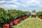 Vineyard harvesting with red grape collecting boxes