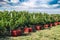 Vineyard harvesting season preparations with red grape colecting boxes