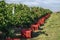 Vineyard harvesting season preparations with red grape colecting boxes