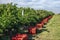 Vineyard harvesting season preparations with red grapes boxes