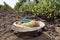 Vineyard Harvesting Straw Hat Ground Full Amber Grapes