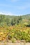 Vineyard on hill slope in Massandra region