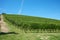 Vineyard hill in a sunny day, blue sky