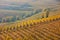 Vineyard and hills in autumn with yellow and brown leaves in Italy